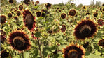 Sunflower CRIMSON VELVET Flowers Cut-Flowers Bees Seeds Helianthus annuus heirloom non-gmo seeds