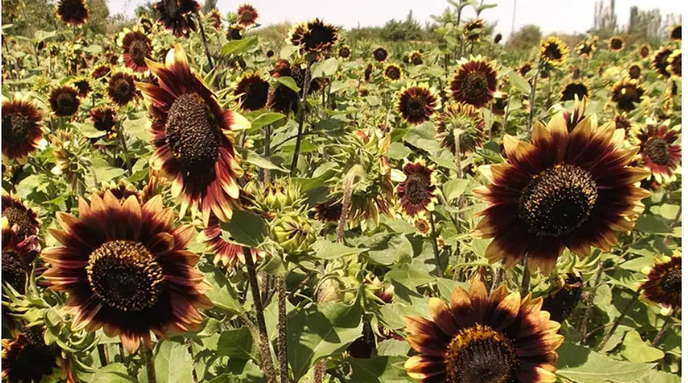 Sunflower CRIMSON VELVET Flowers Cut-Flowers Bees Seeds Helianthus annuus heirloom non-gmo seeds