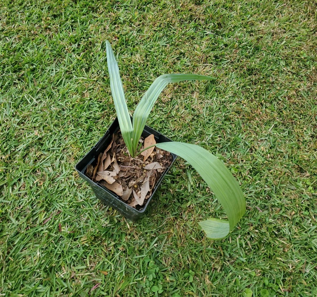 Sabal tamaulipensis gallon Seeds – Heirloom, Non-GMO, High Germination Organic Garden Seeds