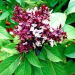 THAI BASIL SEEDS from Saipan Rare Herb Garden Plant heirloom non-gmo seeds