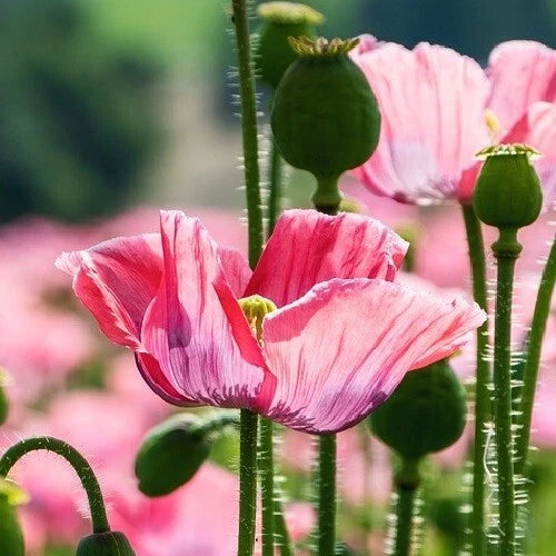 The Giant Rattler P Somniferum Giganteum Poppy Seeds Huge Flowers Po ds – Heirloom, Non-GMO, High Germination Organic Garden Seeds