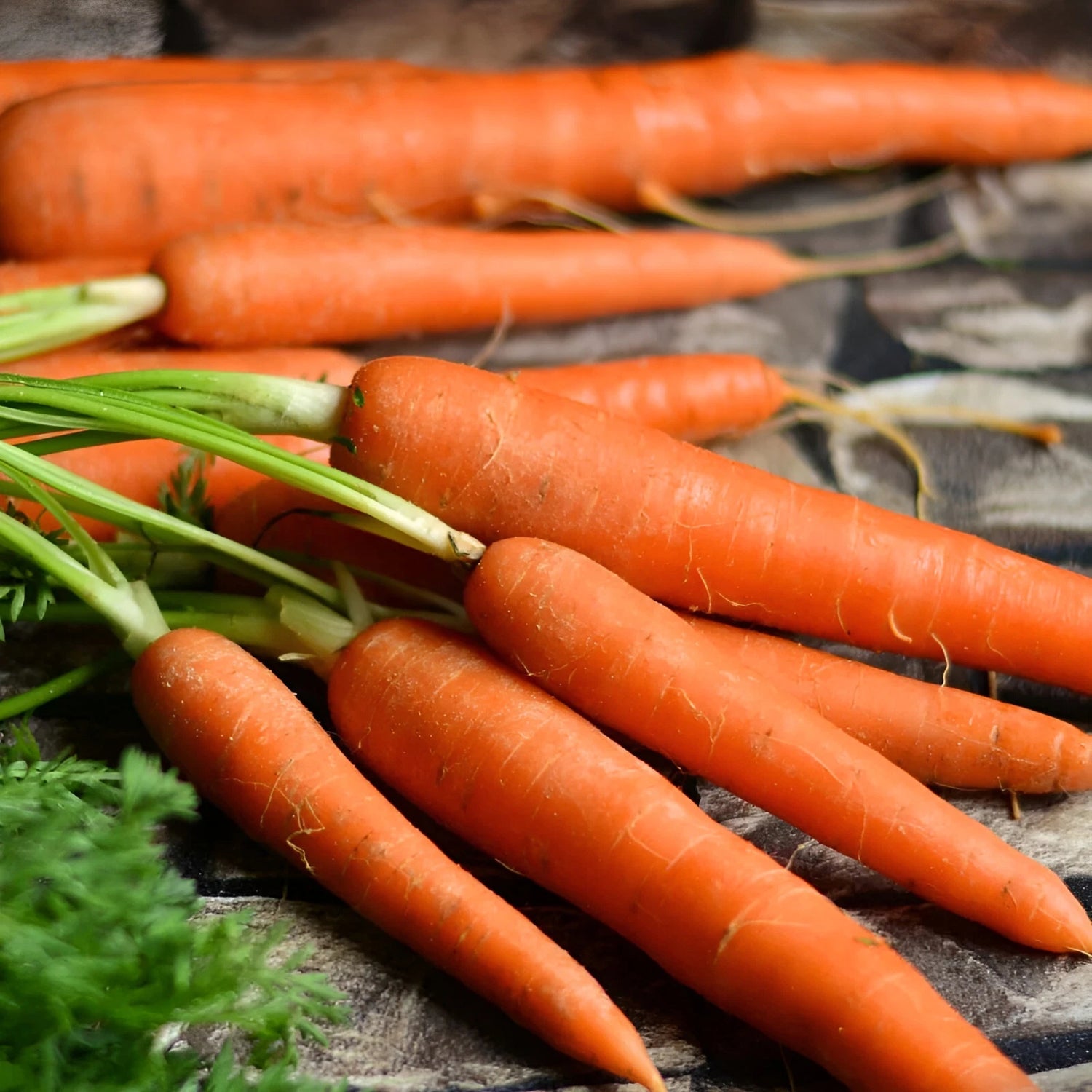 Imperator Carrot Seeds Giant High Yield Growing and Sweet – Heirloom, Non-GMO, High Germination Organic Garden Seeds