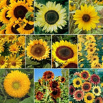 Sunflower SUNNY Mix Landscaper s Bulk Hummingbirds Seeds Helianthus annuus heirloom non-gmo seeds