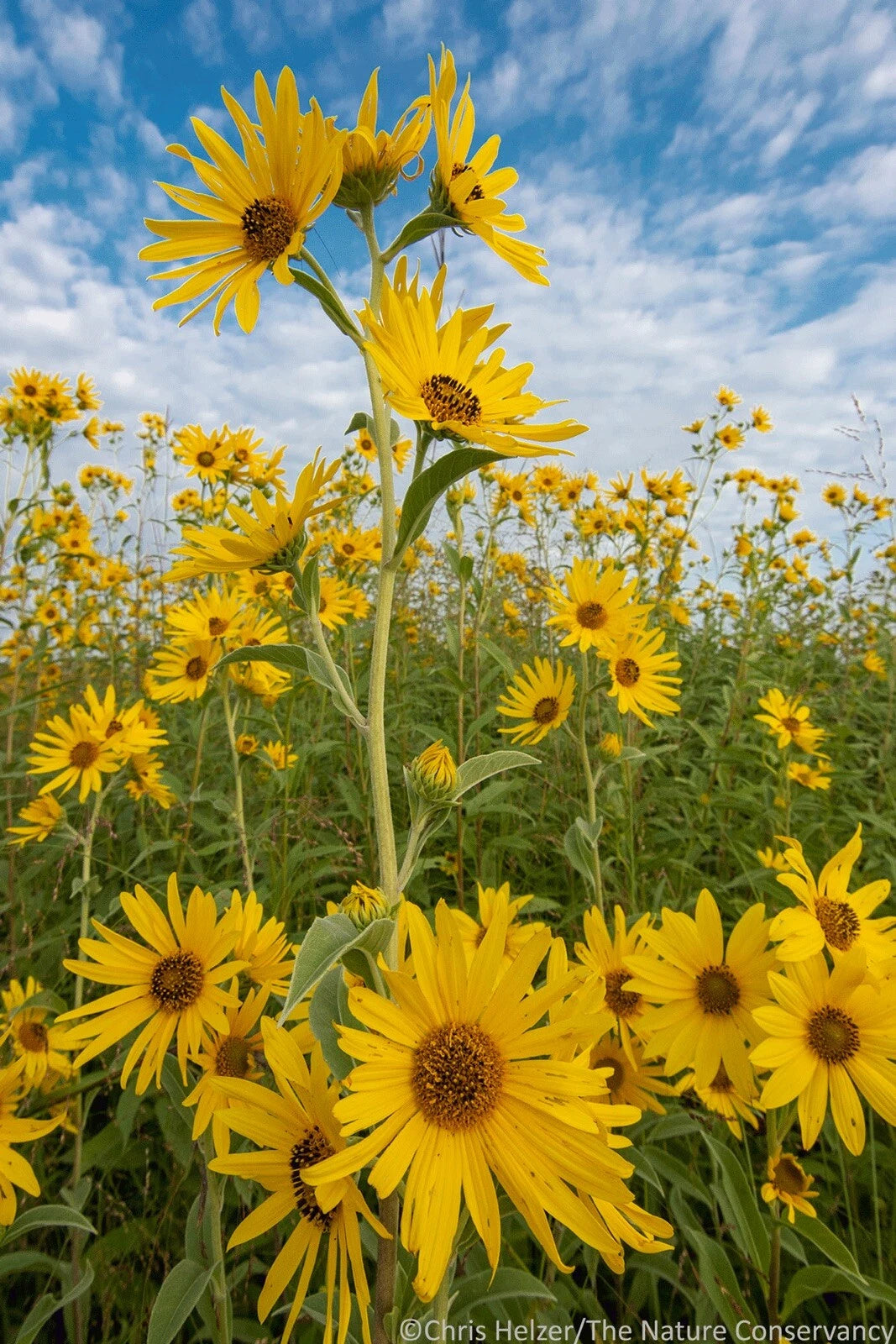 Maximilian Sunflower Yellow perennial Flowers butterflies Seeds – Heirloom, Non-GMO, High Germination Organic Garden Seeds