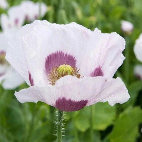 Stratified Blue Moon Poppy Seeds for Planting Reseller – Heirloom, Non-GMO, High Germination Organic Garden Seeds