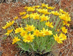 OREGON SUNSHINE Seeds Wooley Sunflower Native Wildflower Drought Poor Soils Helianthus annuus heirloom non-gmo seeds