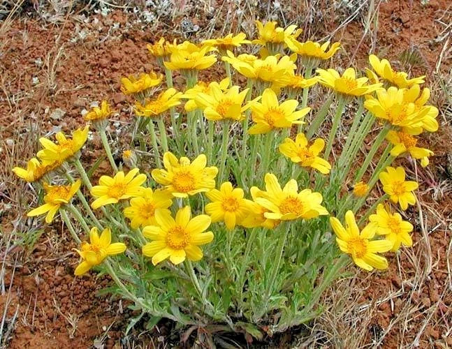 OREGON SUNSHINE Seeds Wooley Sunflower Native Wildflower Drought Poor Soils Helianthus annuus heirloom non-gmo seeds