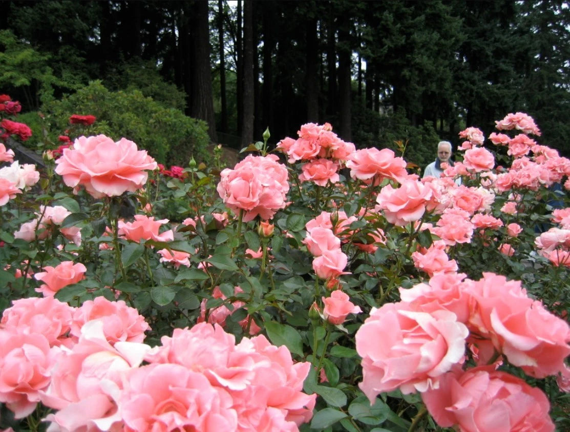Pink Paris de Yves St Laurent Rose Seeds - Seeds - Rose Flower Gardening – Heirloom, Non-GMO, High Germination Organic Garden Seeds