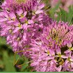 Rocky Mountain Bee Plant Seeds Cleome serrulata Bee & Pollinator Attractor heirloom non-gmo seeds