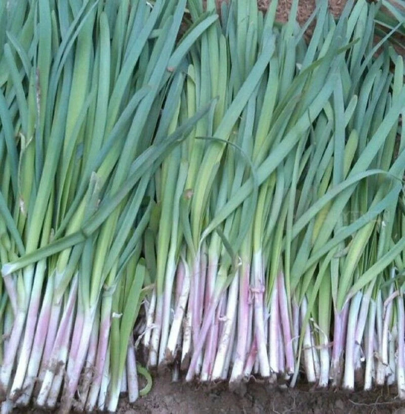 Garlic Chives Seeds the Strongest Fragrant Purple than White Roots ...
