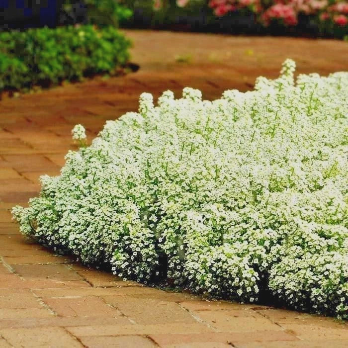 DWARF SWEET ALYSSUM Flower Seeds Drought Heat Groundcover CARPET OF SNOW heirloom non-gmo seeds