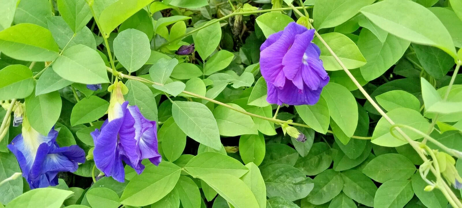 Blue pea butterfly tea live plant VINE clitoria ternatea buy Seeds – Heirloom, Non-GMO, High Germination Organic Garden Seeds