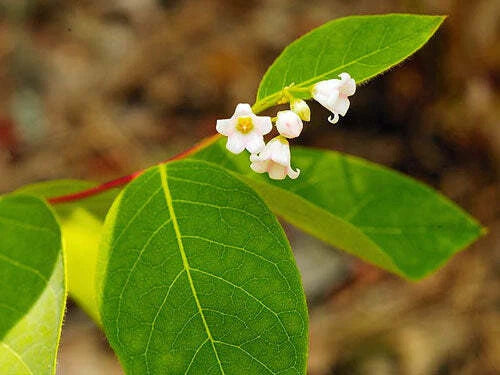 Apocynum androsaemifolium Rare White Flower Spreading Dogbane Seeds – Heirloom, Non-GMO, High Germination Organic Garden Seeds