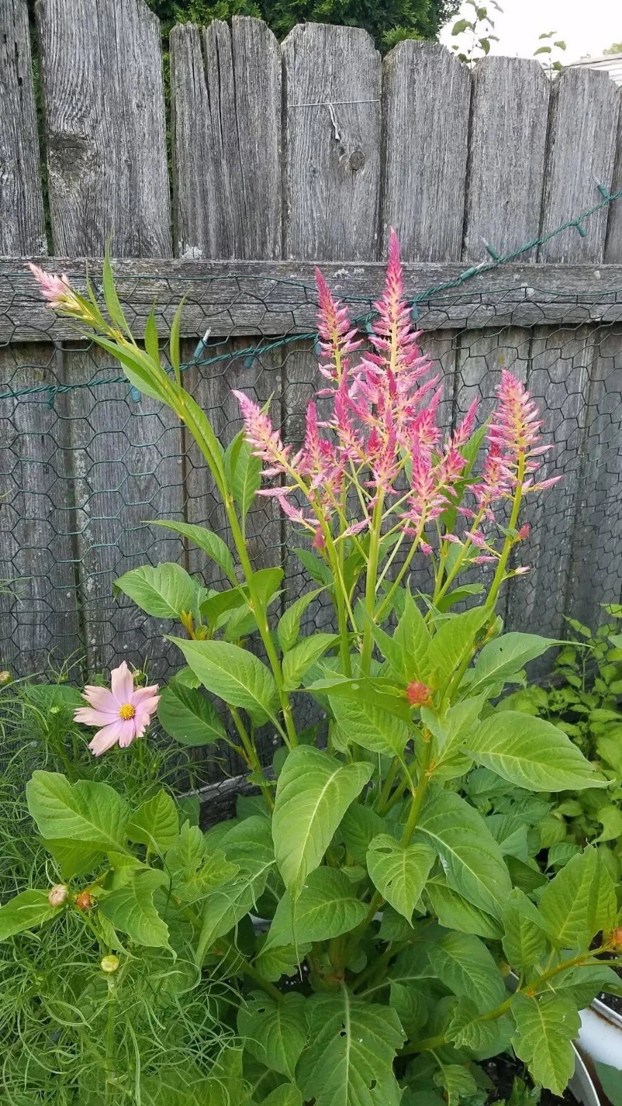 Summer Sherbert Celosia Seeds Seeds RARE Shipping heirloom non-GMO seeds