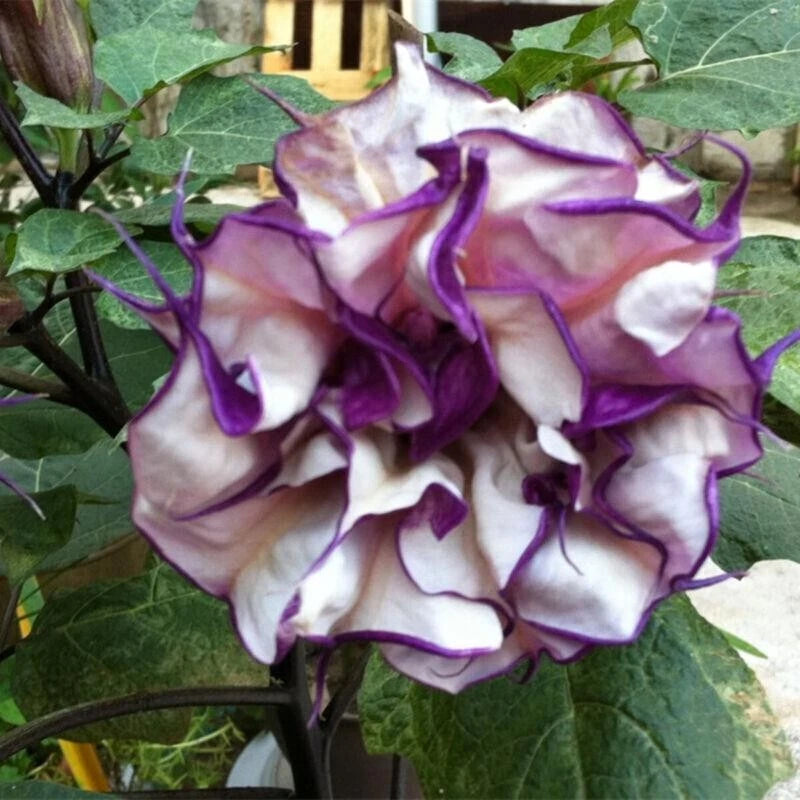 Double Metal Purple Datura Seeds Horn of Plenty SHIPPING heirloom non-gmo seeds