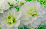 Cantarino Perennial Dahlia Seeds D083 heirloom non-gmo seeds