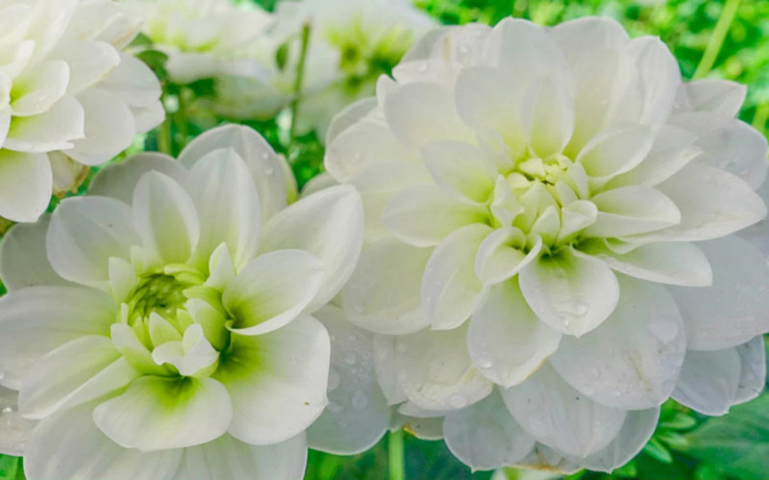 Cantarino Perennial Dahlia Seeds D083 heirloom non-gmo seeds