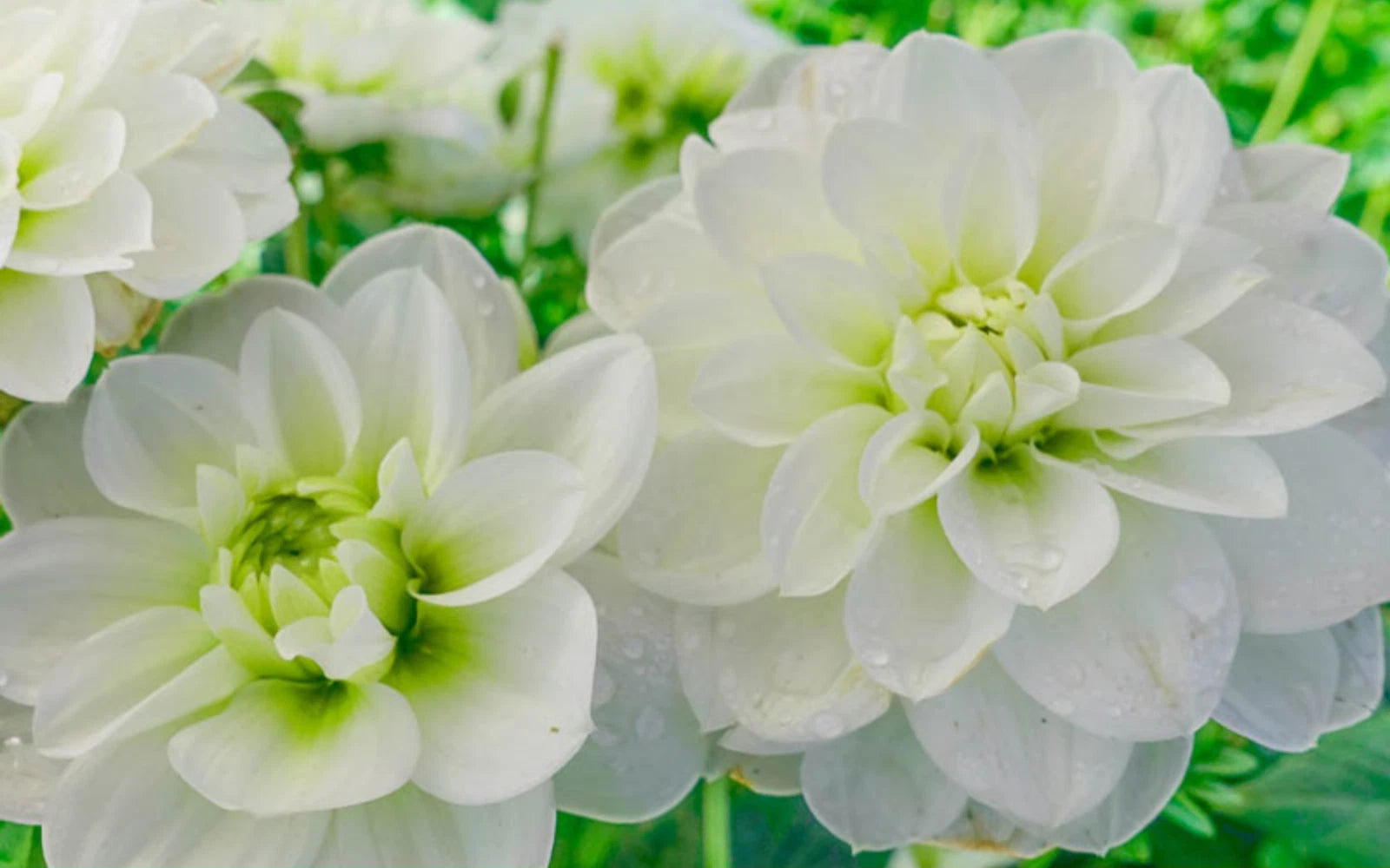Cantarino Perennial Dahlia Seeds D083 heirloom non-gmo seeds