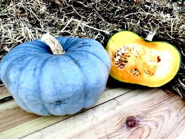 Blue Pumpkin Seeds Jarradale Queensland Cinderella Doll RARE Shipping Seeds – Heirloom, Non-GMO, High Germination Organic Garden Seeds