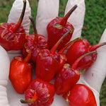 Red Pot Bubblegum Pepper Seeds heirloom non-gmo seeds