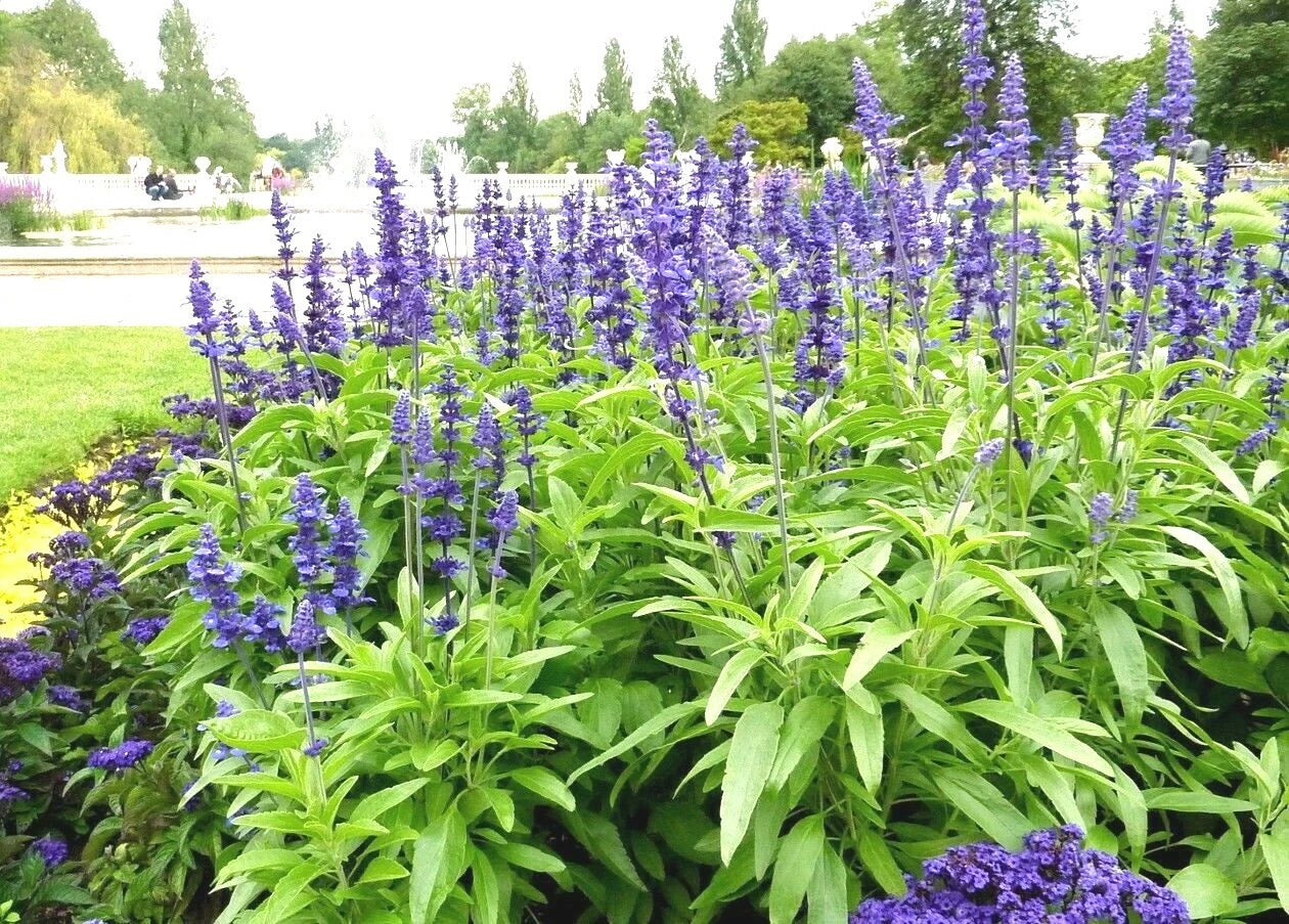 BLUE SAGE Flower Seeds Wildflower Medicinal Perennial Garden Container Easy – Heirloom, Non-GMO, High Germination Organic Garden Seeds