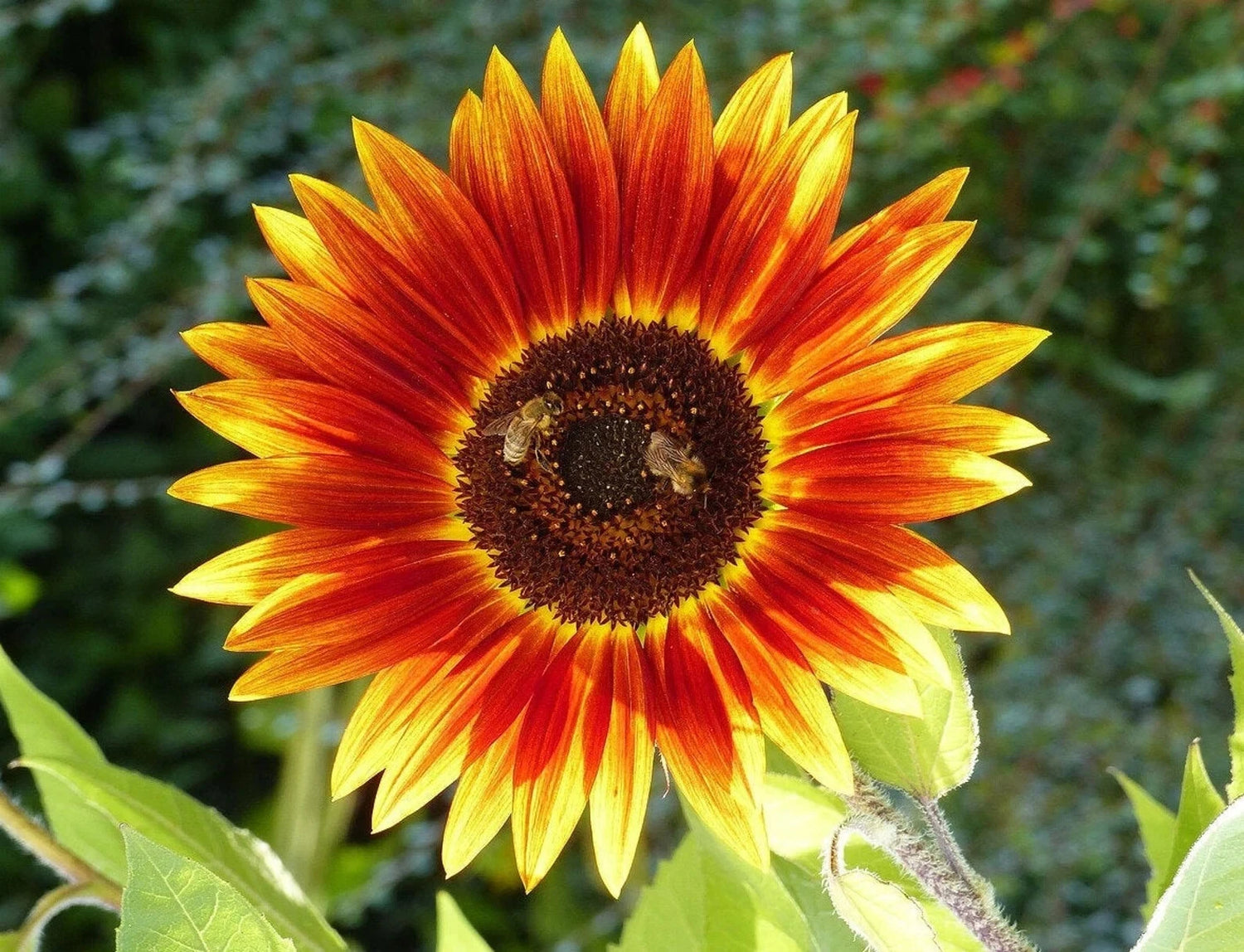 Autumn Beauty Sunflower Seeds Flowers Big Orange Red Yellow Seeds – Heirloom, Non-GMO, High Germination Organic Garden Seeds
