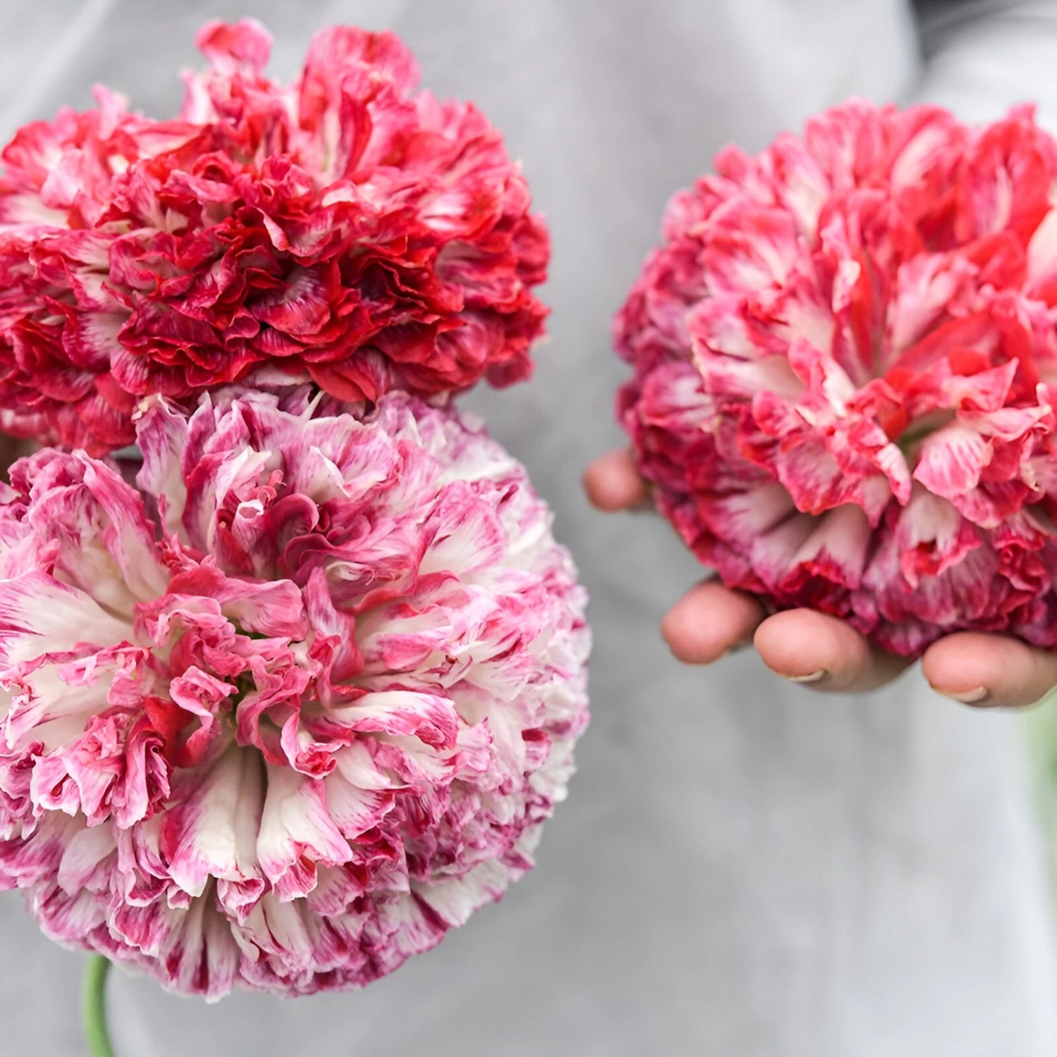 Antique Shades Peony Poppy Seeds P Somniferum - Fluffy Pink&White Blooms – Heirloom, Non-GMO, High Germination Organic Garden Seeds