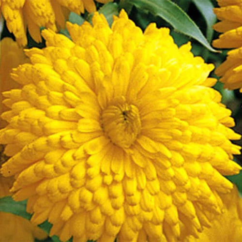 Golden Emperor Calendula Seeds Giant Double Yellow Flowers heirloom non-GMO seeds