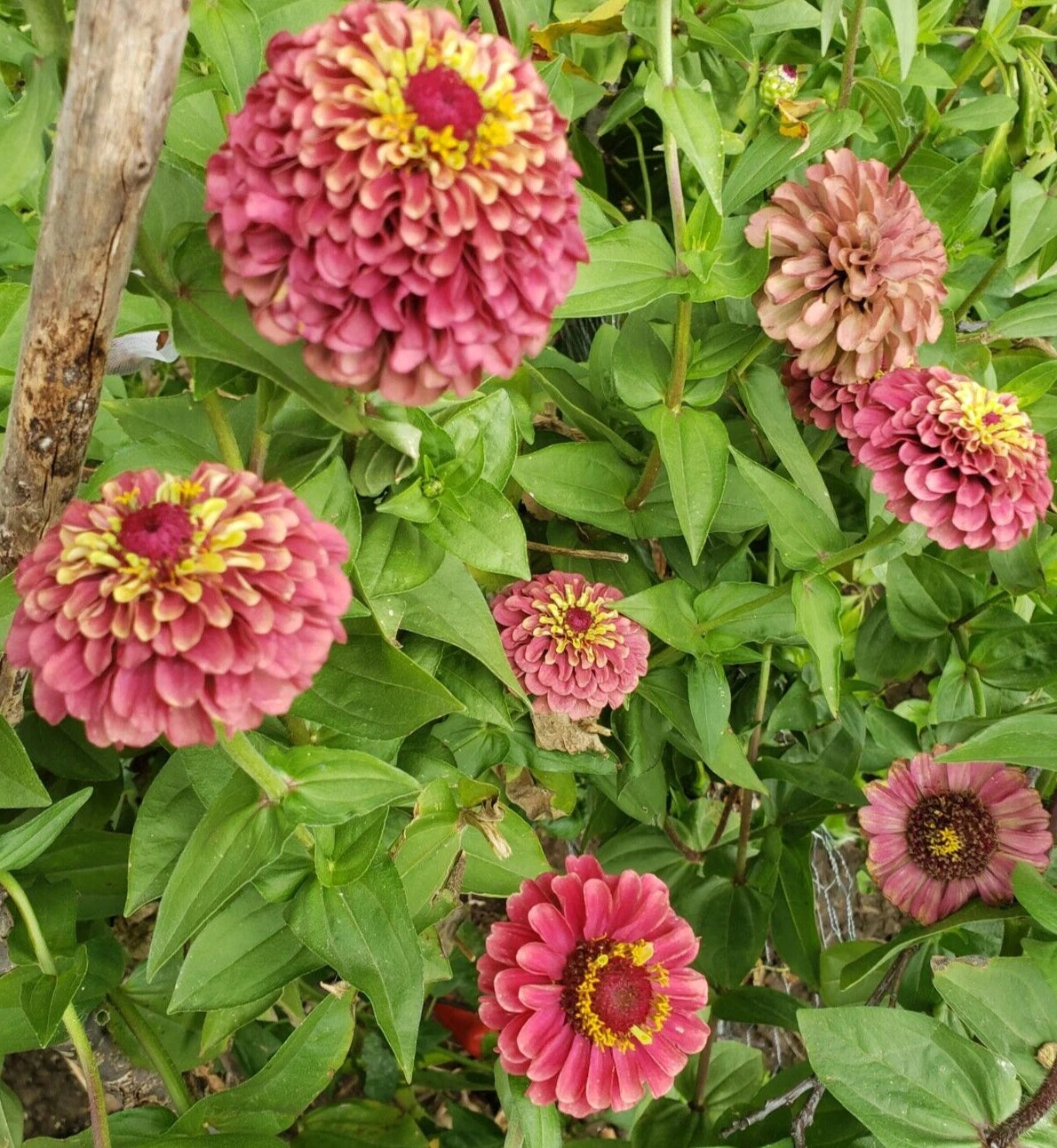 Red Queen Lime Zinnia seeds - vintage and classy look – Heirloom, Non-GMO, High Germination Organic Garden Seeds