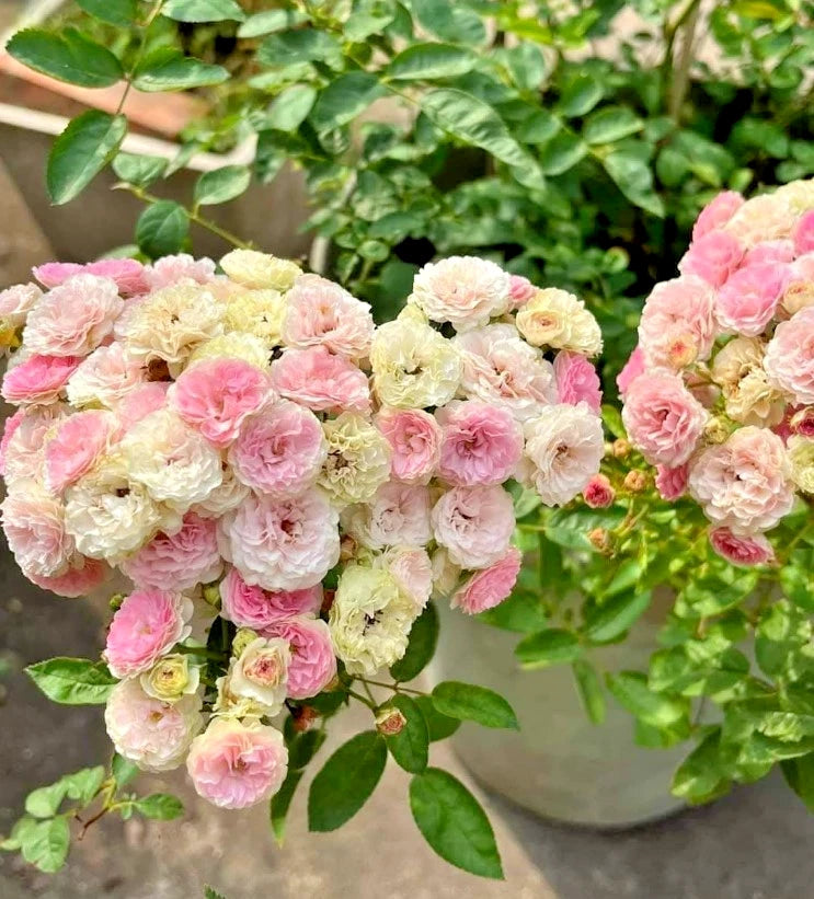 Dongmei Rose Seeds - Seeds - Rose Flower Gardening heirloom non-GMO seeds