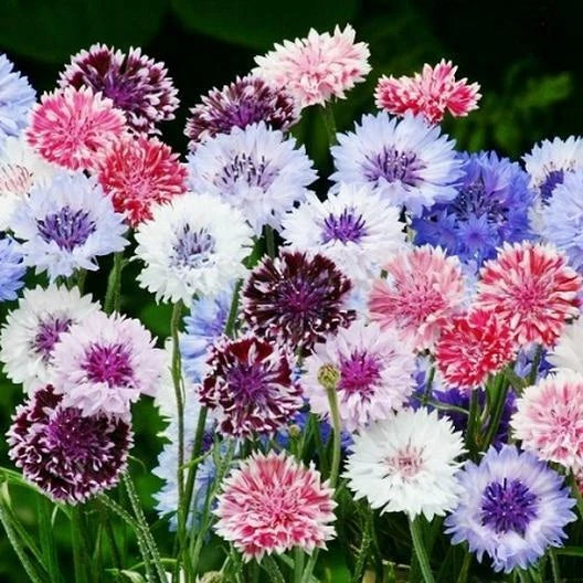 Cornflower Bachelor Button FROSTY MIX Pollinators Seeds heirloom non-GMO seeds