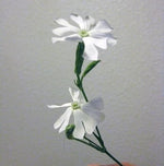 AFRICAN DREAM ROOT Seeds Shipping Silene Capensis Xhosa Seeds heirloom non-gmo seeds