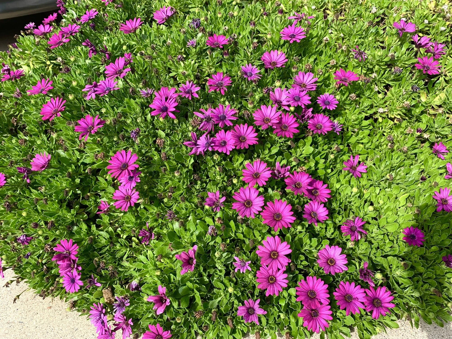 Bright Lights Osteospermum Purple African Daisy - seeds - seller – Heirloom, Non-GMO, High Germination Organic Garden Seeds