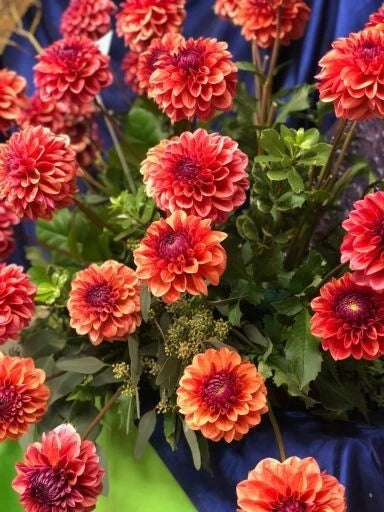 All That Jazz Perennial Dahlia Seeds D003 – Heirloom, Non-GMO, High Germination Organic Garden Seeds