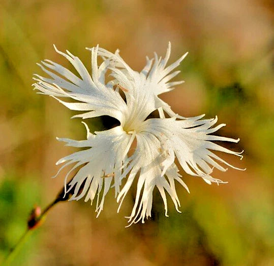 SAND PINK Seeds Dianthus arenarius Perennial Dianthus Flower Garden Plant heirloom non-gmo seeds