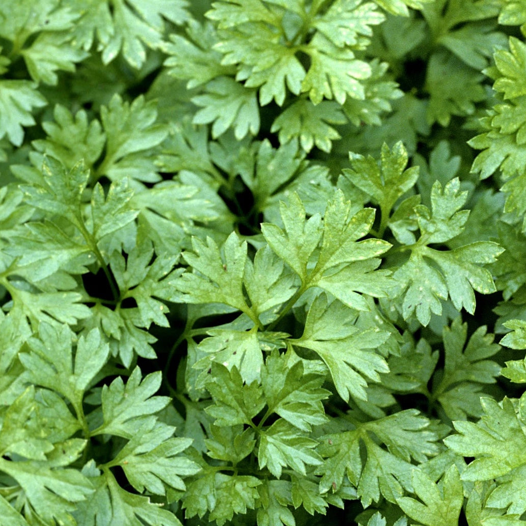Curled Chervil Seeds Herb Gardening Seed – Heirloom, Non-GMO