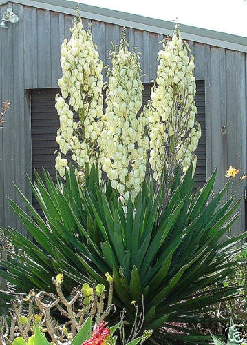 Adams Needle Yucca filamentosa Shrub Seeds Showy Hardy Evergreen – Heirloom, Non-GMO