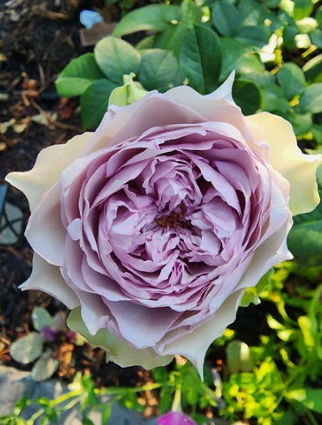 Coffret Rose Seeds - Seeds - Rose Flower Gardening heirloom non-GMO seeds