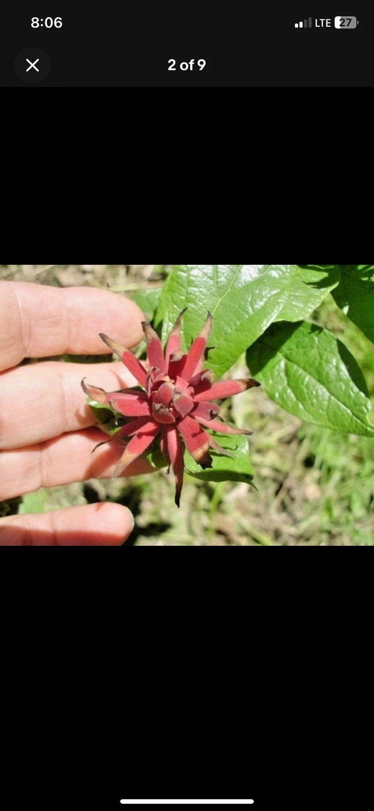 Carolina Allspice Calycanthus floridus Seeds Fragrant Showy Fall Color – Heirloom, Non-GMO, High Germination Organic Garden Seeds