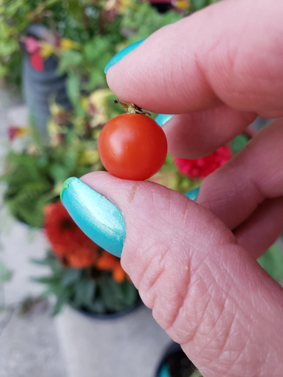 Spoon Tomato Seeds Seeds Shipping heirloom non-GMO seeds