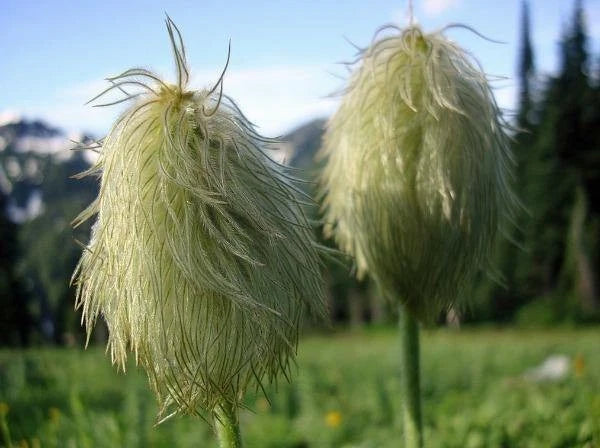 Anemone occidentalis Western Pasqueflower Seeds heirloom non-gmo seeds