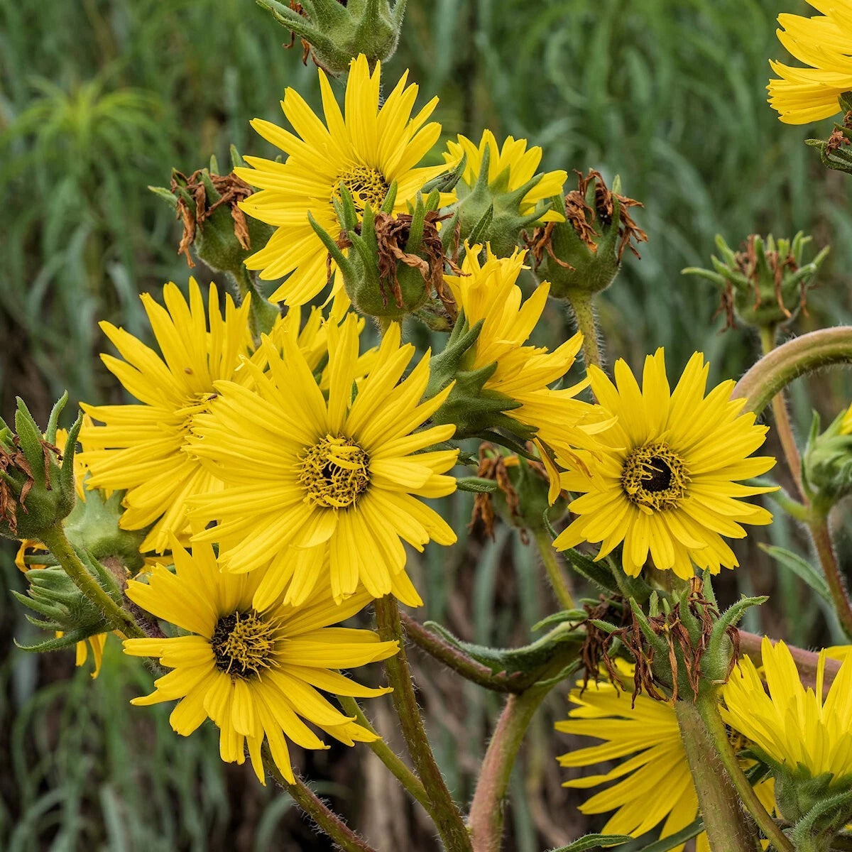 Compass Plant Wildflower Seeds - Everwilde Farms Mylar Seed – Heirloom, Non-GMO, High Germination Organic Garden Seeds
