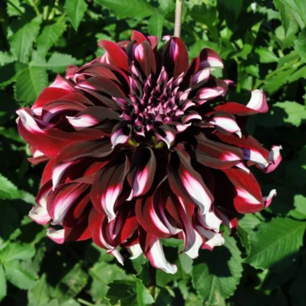 Tartan Dahlia Perennial Seeds D050 – Heirloom, Non-GMO, High Germination Organic Garden Seeds