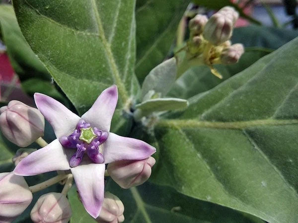 Calotropis gigantea Crown Flower Giant Milkweed Seeds – Heirloom, Non-GMO, High Germination Organic Garden Seeds