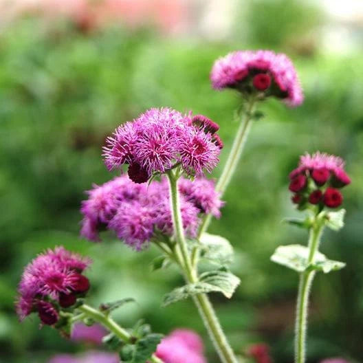 FLOSS FLOWER Ageratum RED FLINT Monarchs Love this plant Seeds – Heirloom, Non-GMO, High Germination Organic Garden Seeds