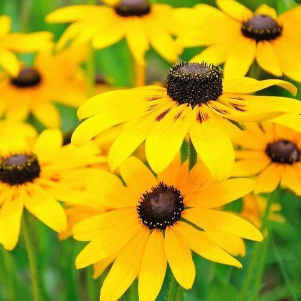 Bulk of Black-Eyed Susan Flower Seeds - Attracts Bees & Butterflies heirloom non-gmo seeds