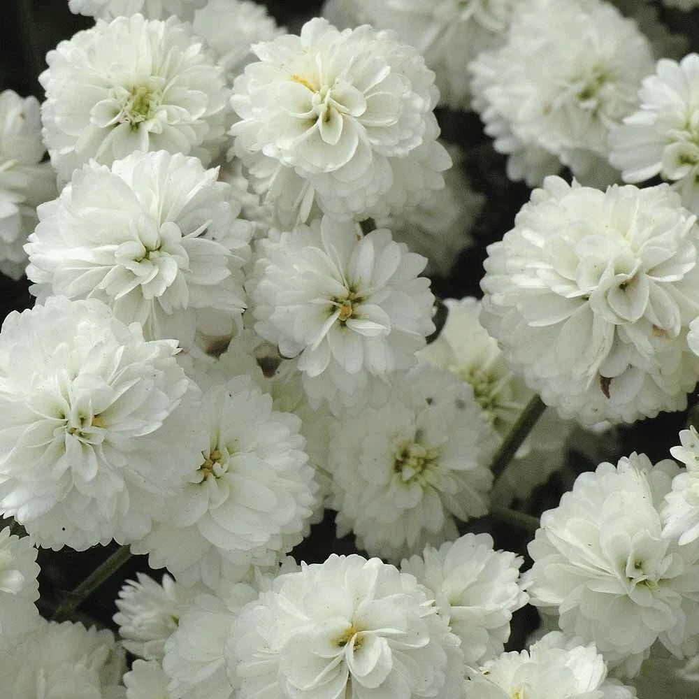 Yarrow The Pearl seeds heirloom non-gmo seeds