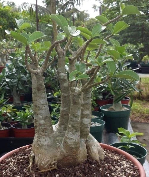 Adenium Arabicum Yemen seeds – Heirloom, Non-GMO, High Germination Organic Garden Seeds
