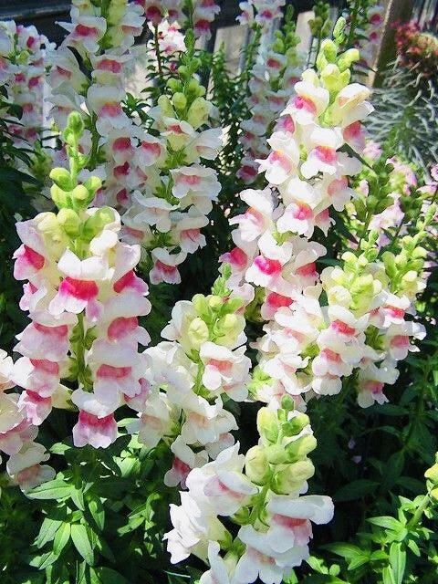 SNAPDRAGON APPLE BLOSSOM BOUQUET FLOWER SEED HARVEST heirloom non-GMO seeds