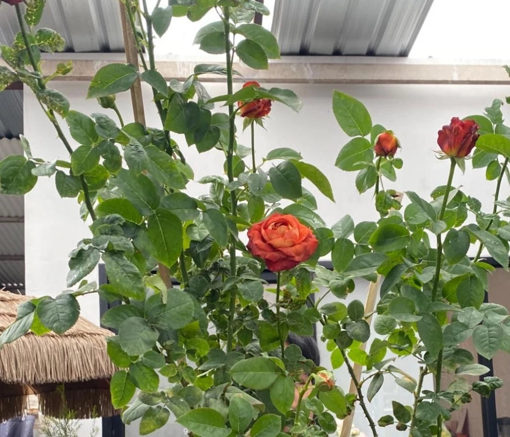 Coffee Break Rose Seeds - Seeds - Rose Flower Gardening – Heirloom, Non-GMO, High Germination Organic Garden Seeds